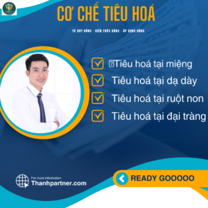 Khoá Học Quá Trình Tiêu Hoá